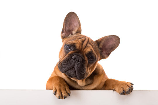 Wrinkled and Wonderful: The History Behind Bulldog's Iconic Wrinkles
