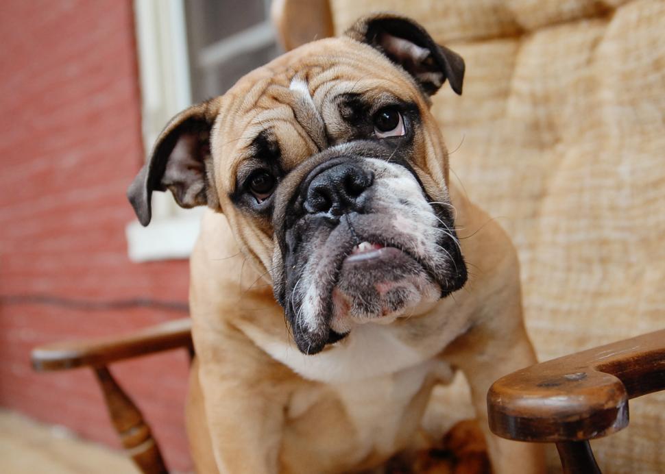 The Bulldog Guide: Caring for Those Adorable Wrinkles