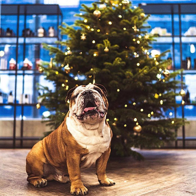 6 Festive Plants To Avoid Around Your Dog This Christmas!