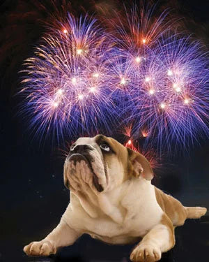 YOUR DOG VS FIREWORKS