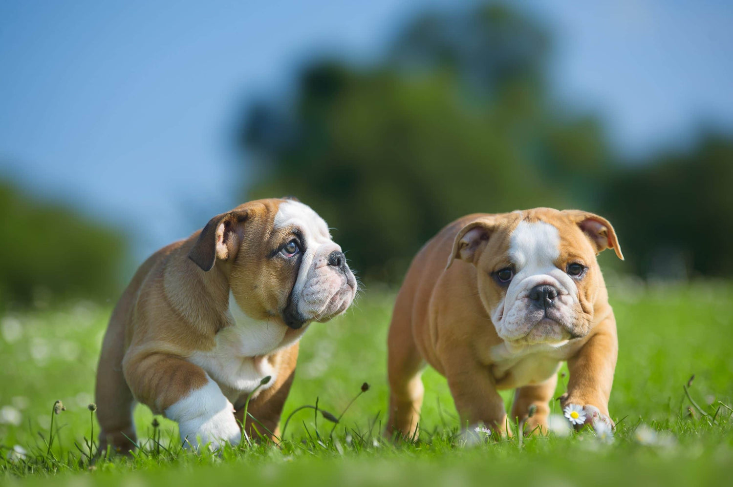 Ketoconazole in Dog Wipes
