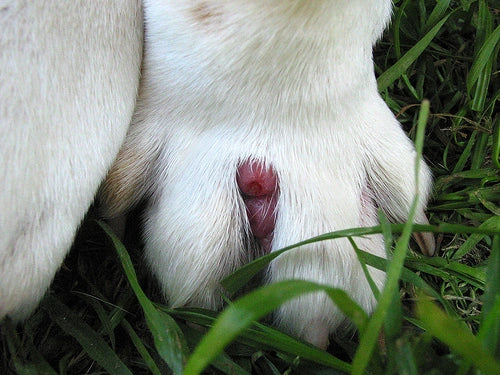 Chlorhexidine in Dog Wipes