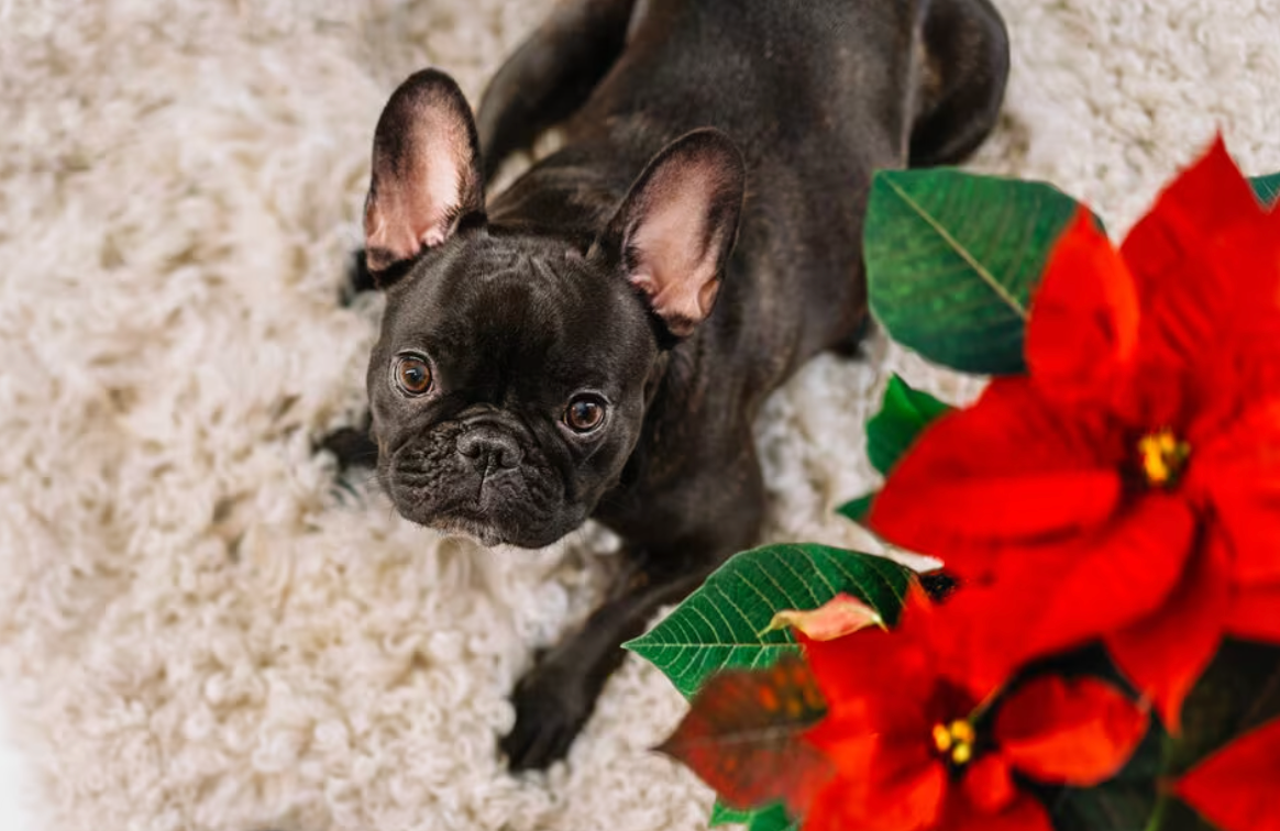 Why Poinsettias Are A Potential Risks for Your Dog!