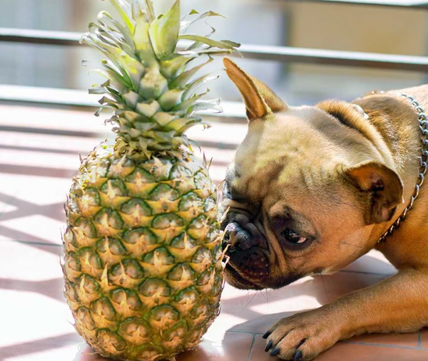 Can Dogs Eat Pineapple? 6 Potential Benefits You Might Not Know 🍍