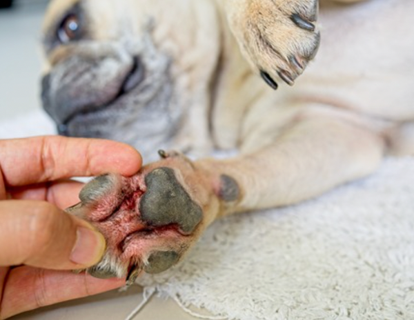 Dog Yeast Infections: Signs, Causes &amp; How to Help Your Dog 🐶🩵