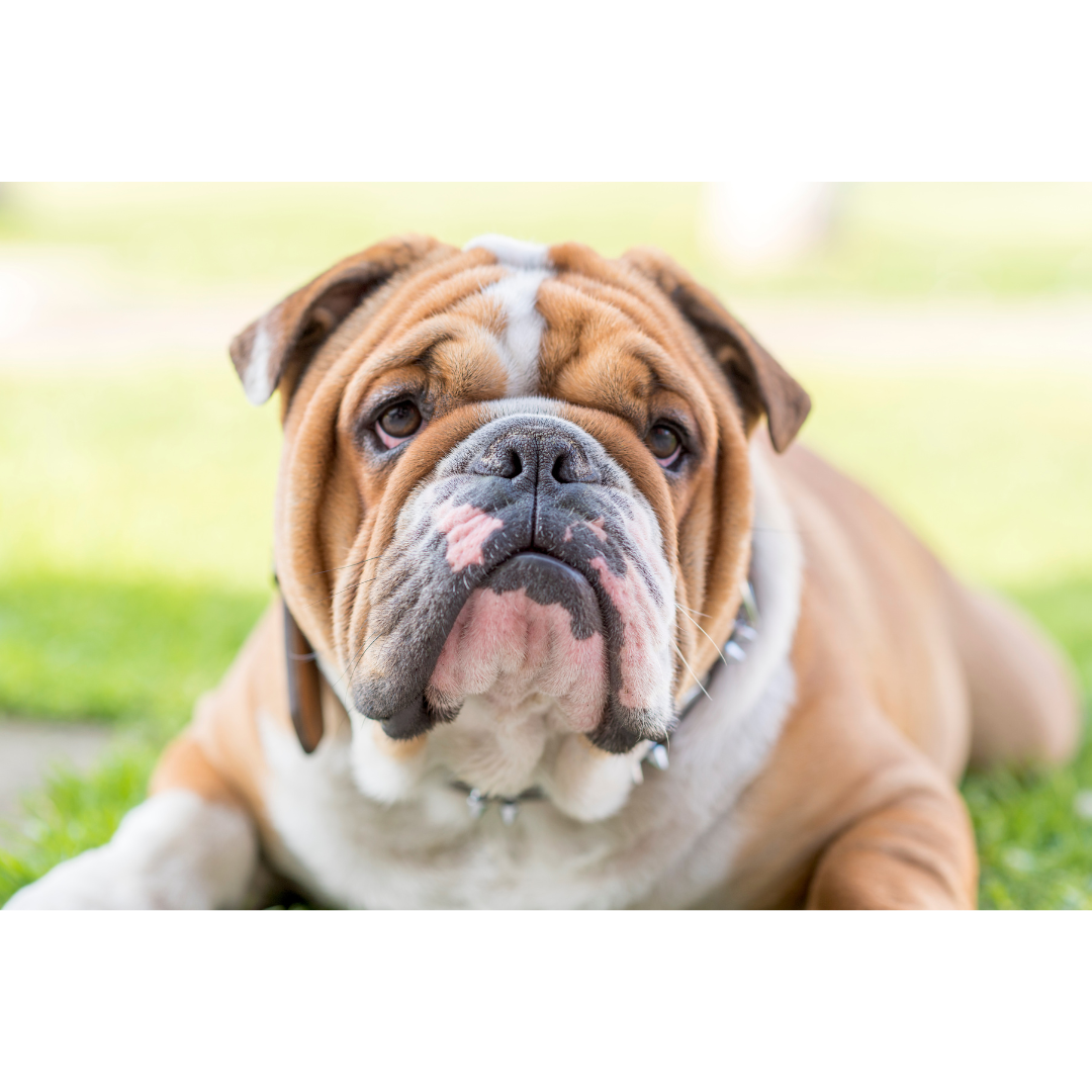 Why bulldogs may be more susceptible to allergies...