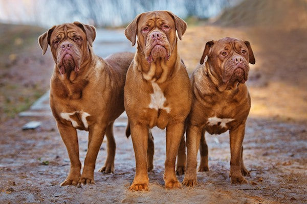10 Wrinkle-Covered Breeds: A Look Into Their Unique Charm