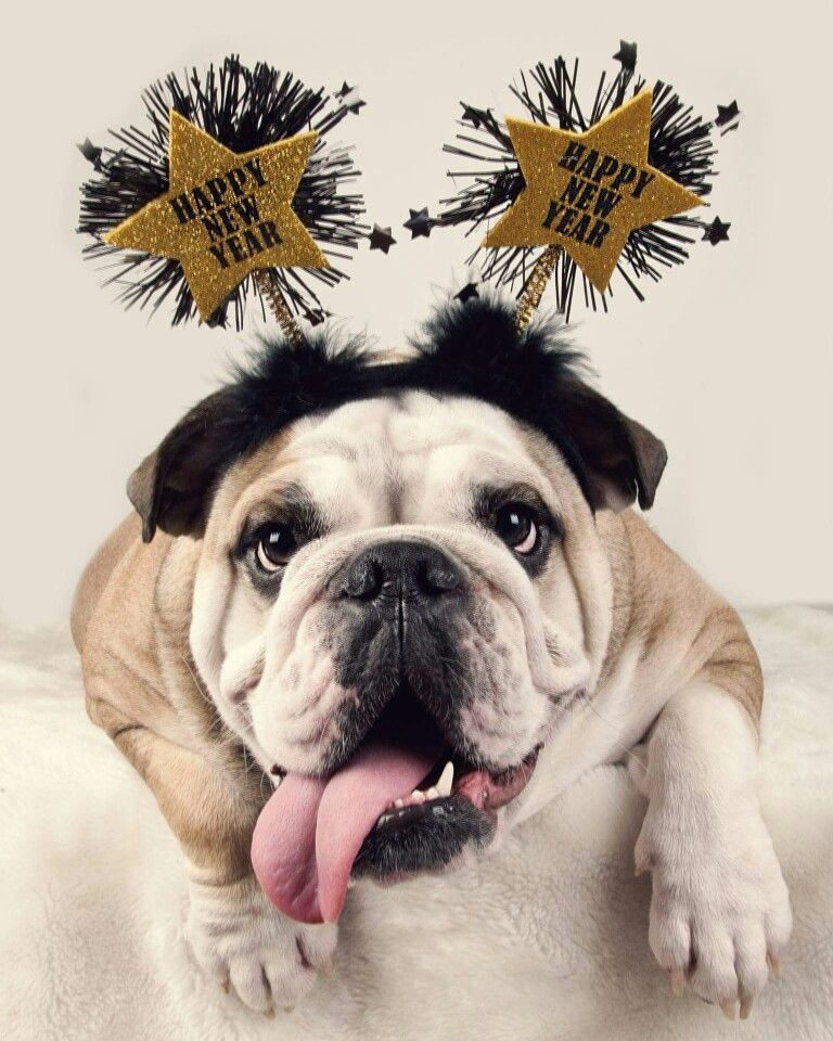 New Year, Happier Bulldog: Essential Tips to Enhance Your Bulldog's Life in 2024