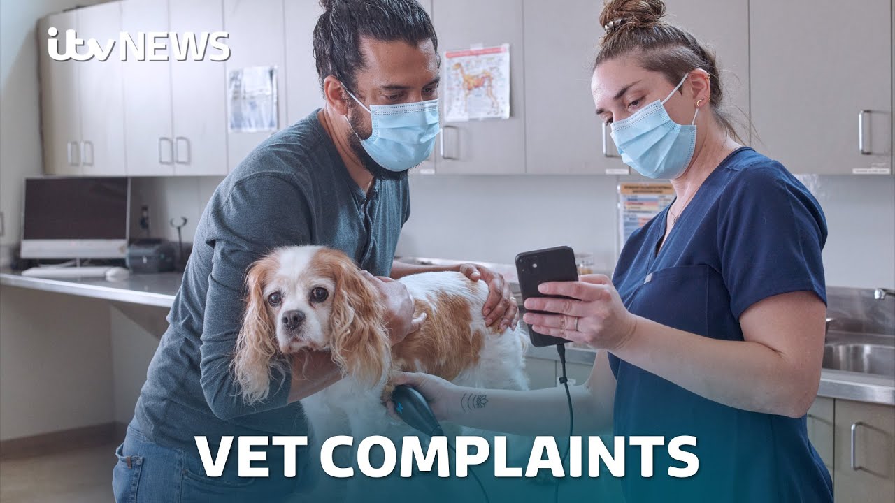 What to Do If You’re Unhappy With a Veterinary Service